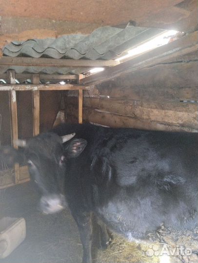 Тельная телочка