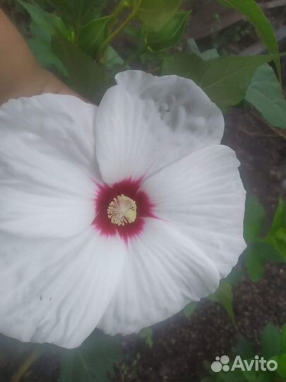 Гибискус травянистый
