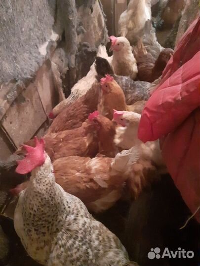 Куры несушки продам