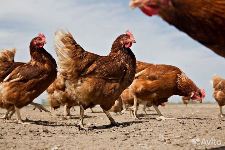 Куры несушки продам