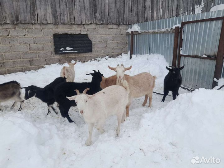 Айршир телочки и голштин