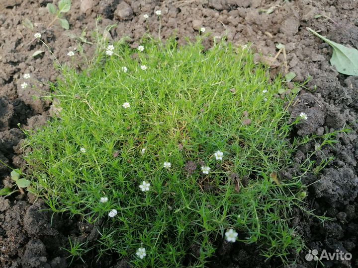 Ирландский мох мшанка