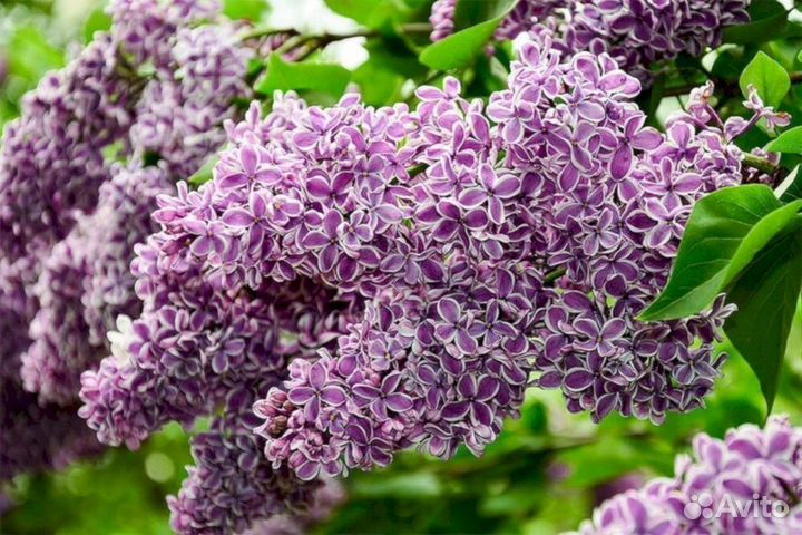 Сирень Сенсация