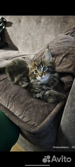 Котёнок Мейн-кун
