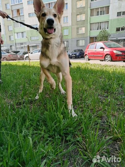 Собака в добрые руки отдам бесплатно