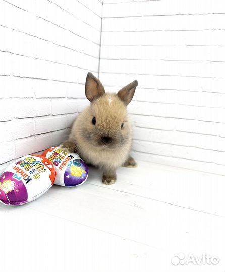 Мини карликовый кролик