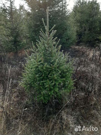 Ель новогодняя