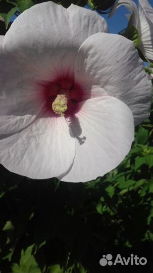 Гибискус садовый