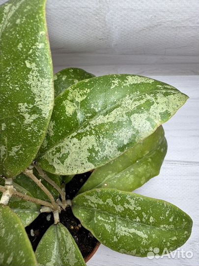 Хойя Finlaysonii Indonesia