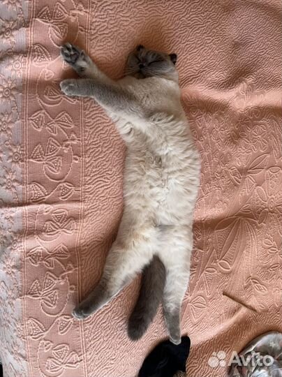 Кошка шотландская вислоухая