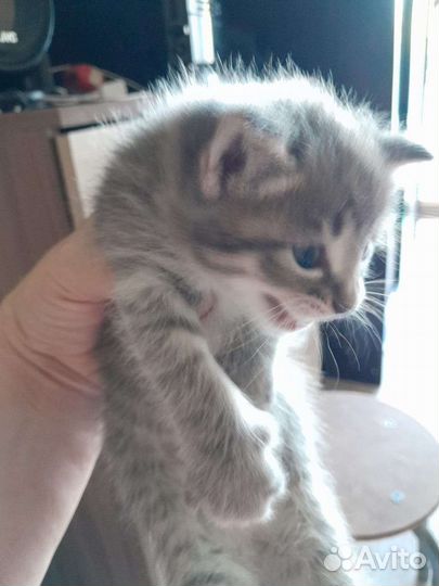 Котята (мать британка)