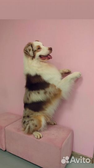 Грумер.Стрижка животных