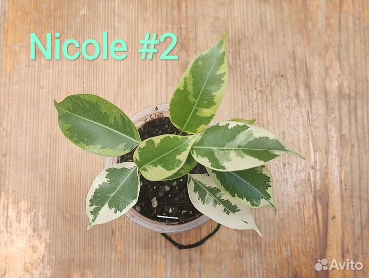 Фикус бенджамина Николь/ Ficus Nicole