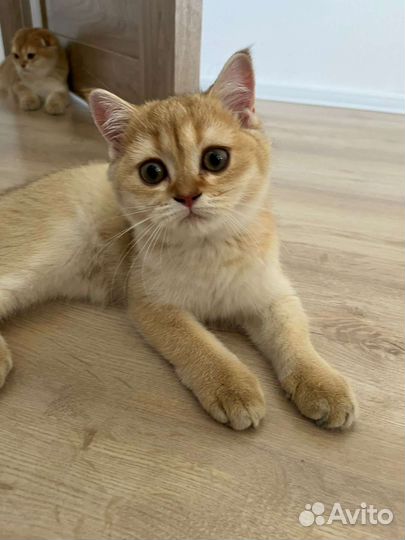 Золотые шотландские котята