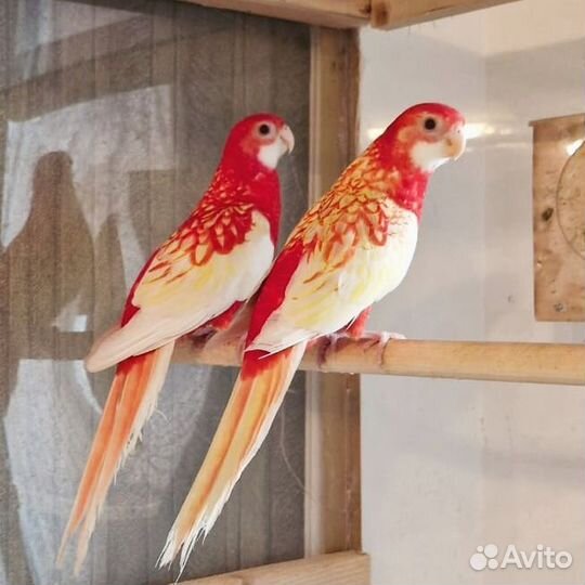 Попугай розелла