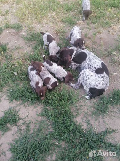 Щенки курцхаара