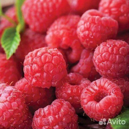 Саженцы малины Рубин, Полька, Таганка