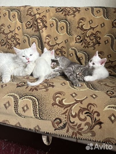 Отдам котят в добрые руки