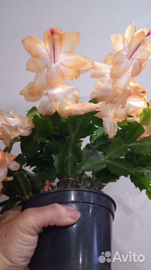 Шлюмбергера