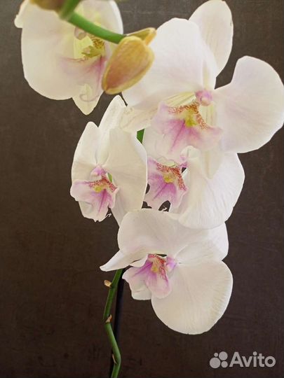 Орхидея Биг-Лип цветок 