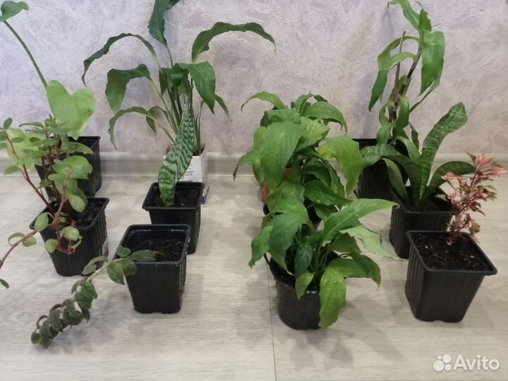 Комнатные цветы