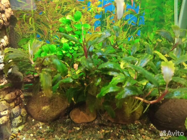 Растения для аквариума