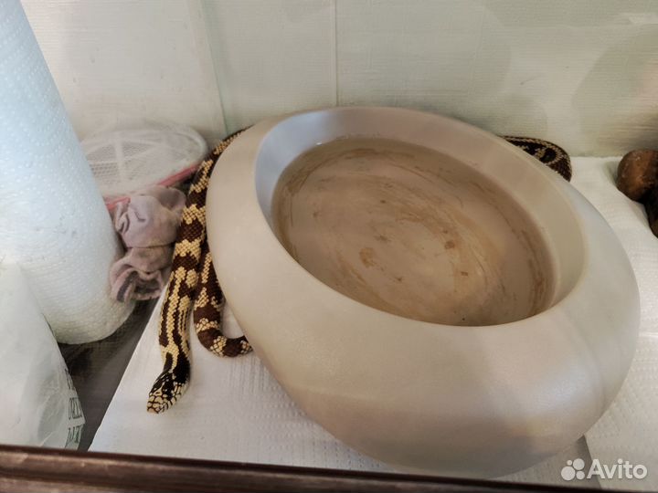 Калифорнийская королевская змея