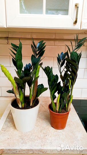 Замиокулькас много