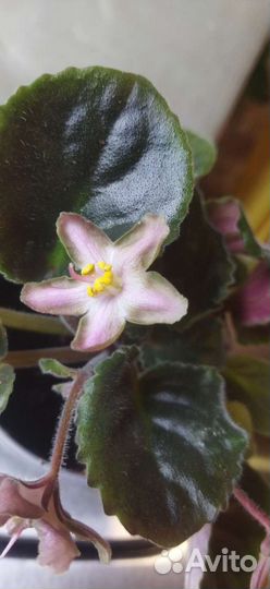 Фиалки черенки