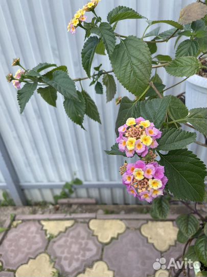 Лантана Камара