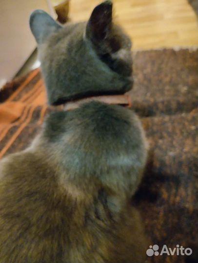 Британская