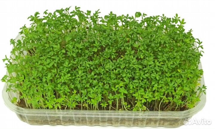 Микрозелень