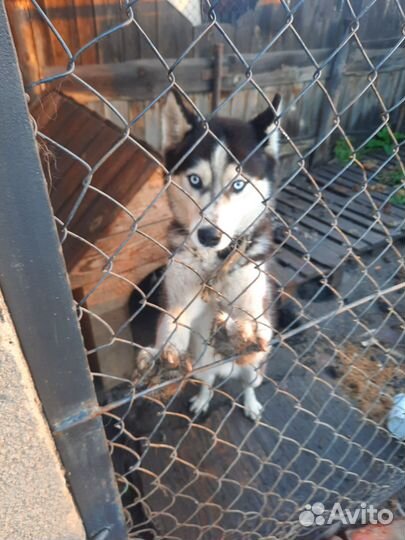 Сибирский хаски