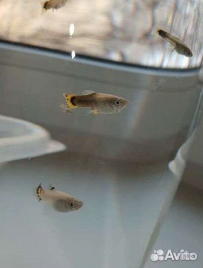 Рыбки (гуппи)