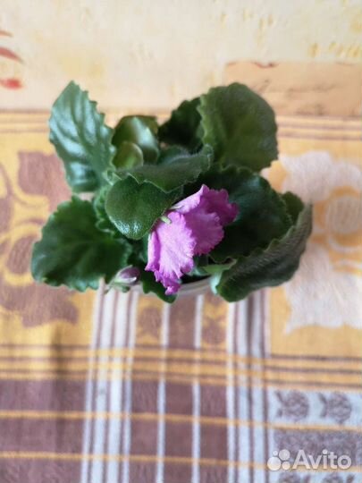 Фиалка цветущая