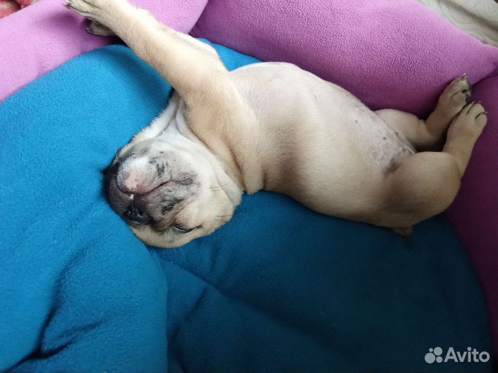 Мраморная девочка. Мерль