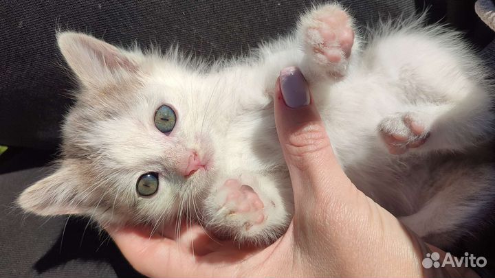 Котята в дар