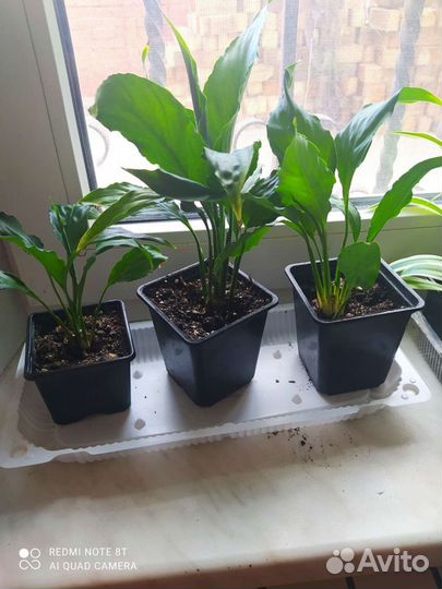 Спатифиллум