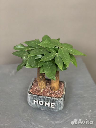 Растение пахира в керамическом горшке