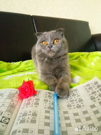 Домашняя передержка