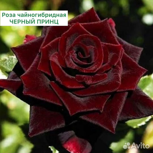 Саженцы роз в ассортименте 2-х летки с доставкой