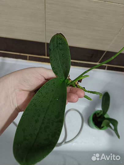 Орхидея фаленопсис детка