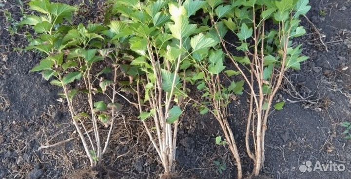 Саженцы черной, белой, красной смородины