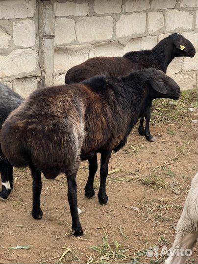 Бараны эдельбаевские