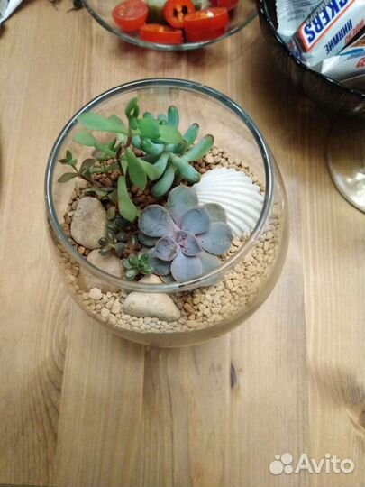 Суккуленты, флорариумы