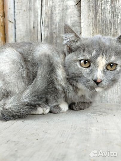 Отдам бесплатно