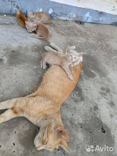 Котята в добрые руки бесплатно