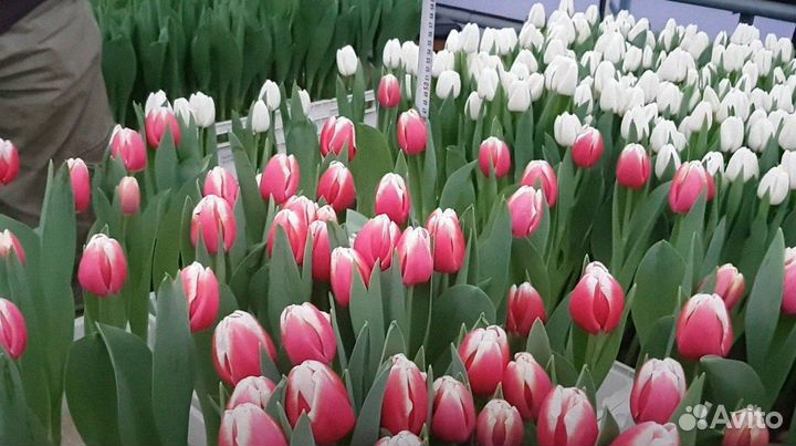 Тюльпаны оптом напрямую из теплицы
