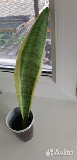 Сансевиерии