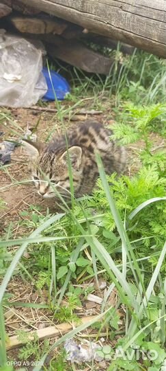 Котятки в добрые руки